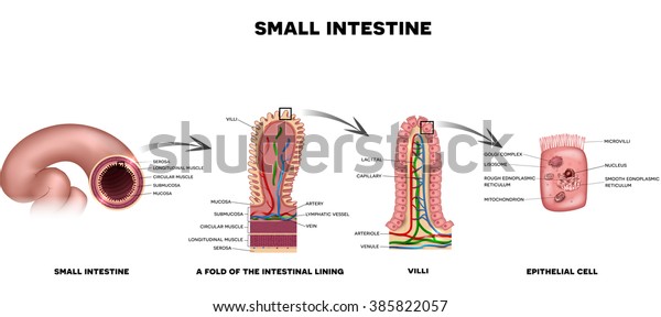 Small Colon Anatomy Fold Intestinal Lining Stock Vector Royalty Free