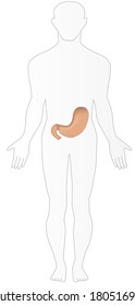 Stomach Situ Diagram เวกเตอรสตอก ปลอดคาลขสทธ 180516908