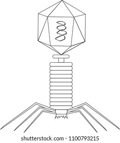 Structure Bacteriophage Stock Vector Royalty Free 1100793215