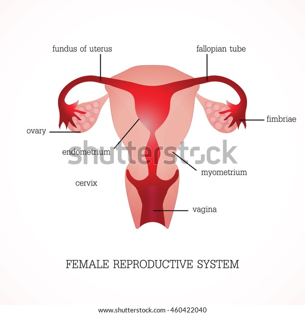 Structure And Function Of Human Female Reproductive Anatomy System