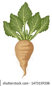 Sugar Beet Cartoon Vector Illustrationwhite Beet Stock Vector Royalty