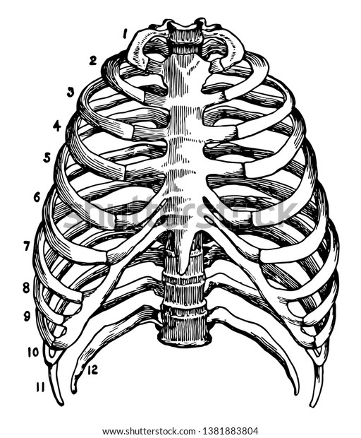 This Illustration Represents Skeleton Of The Thorax Vintage Line