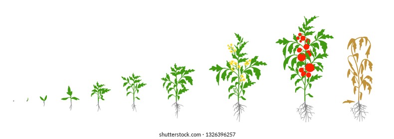 Growth Stages Tomato Plant Vector Illustration Vector có sẵn miễn phí