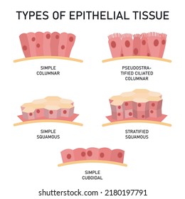 Types Epithelial Tissue Medical Vector Illustration Stock Vector