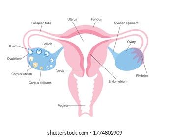 Uterus Ovary Anatomy Woman Health Concept Stock Vector Royalty Free