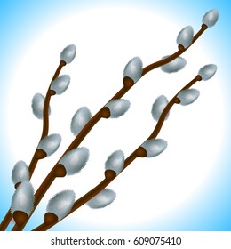 Vector Background Pussy Willow Catkins Tree Stock Vector Royalty Free