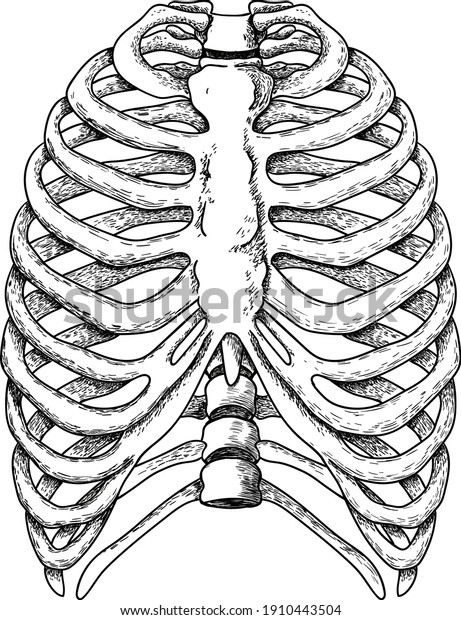 Vector Illustration Anatomical Human Ribs Stock Vector Royalty Free Shutterstock