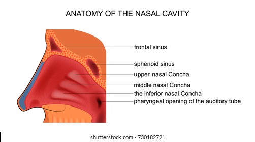 Vector Illustration Anatomy Nasal Cavity Stock Vector Royalty Free