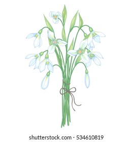 Vector Illustration Bouquet Snowdrops Flowers Isolated Stock Vector