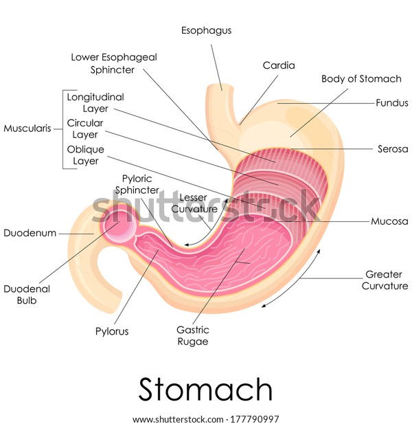 Vector Illustration Diagram Human Stomach Anatomy Stock Vector Royalty