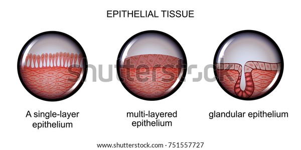 Vector Illustration Epithelial Tissue Types Epithelium Stock Vector