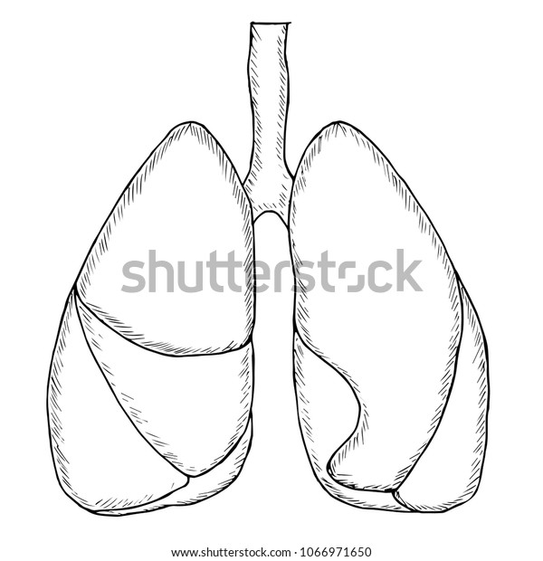 Vector Illustration Human Lungs Sketch Style Stock Vector Royalty Free