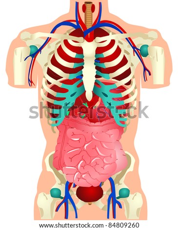 Vector Illustration Human Organs Stock Vector Royalty Free