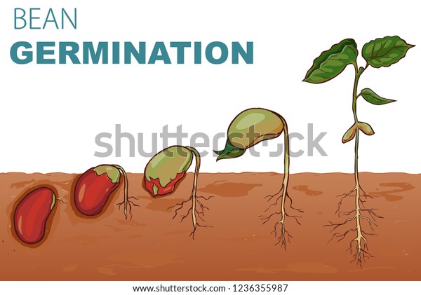 Vector Illustration Seed Germination Beans Stock Vector Royalty Free