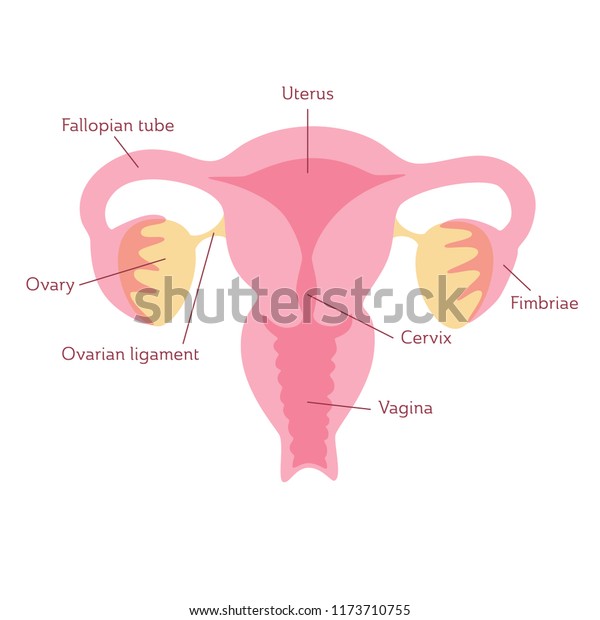 Vector Isolated Illustration Of Female Reproductive System Anatomy