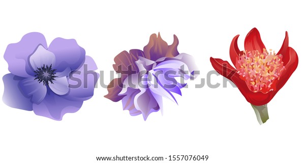 Violet Anemone Violet Clematis Red Haemanthus Stock Vector Royalty