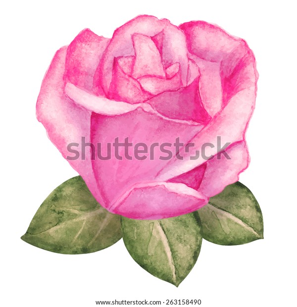 Watercolor Pink Rose Flower Bud Leaves Stock Vector Royalty Free