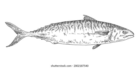 Pelagic Fish Stock Vectors Images Vector Art Shutterstock