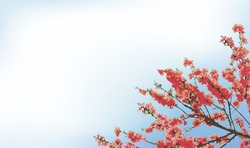 Vector background with spring flowering cherry tree branches against a blue sky