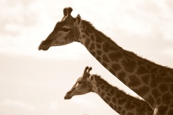 Two giraffe in this monochrome silhouette style photo taken in eastern cape,south africa