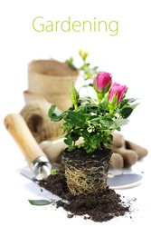 Beautiful pink roses and garden tools isolated on white (with easy removable text)