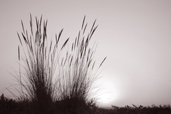 Reeds at Sunset, Algarve Beach, Portugal