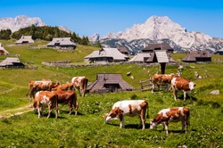 The cows and herdsmen's huts on the Big Pasture Plateau in Slovenia in the Kamnik Savinja Alps northeast of Kamnik, Slovenia.