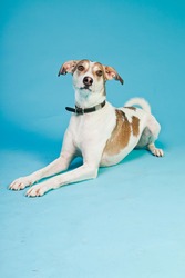 Mixed breed dog short hair brown and white isolated on light blue background. Studio shot.