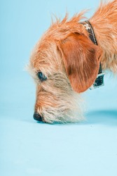 Little brown mixed breed dog isolated on light blue background. Studio shot.