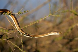 Forked-marked sand snake (Psammophis leightoni), Kalahari desert, South Africa