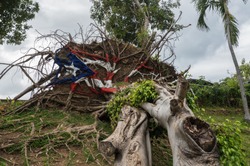 SAN JUAN, PR - MARCH 4, 2018: Painted USA flag on uprooted tree from Hurricane Maria in San Juan, Puerto Rico.