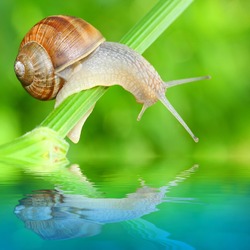 Edible snail (Helix pomatia) over a garden pond. Snails provide an easily harvested source of protein to many people around the world.