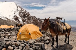 Vallecitos, Mendoza, Argentina. Cargo Mule on Salto de Agua high altitude camp, at 4500 meters over the sea level.