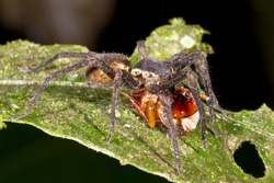 Wandering spider (family Ctenidae) eating a beetle in the rainforest understory at night