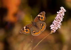 Common Buckeye butterfly (Junonia coenia) feeding on pink fall flowers. Natural brown background with copy space.