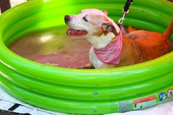 NEW YORK CITY - 1 JULY 2012: Adopt, a coalition of several animal rescue groups, hosts its first adoption fair in Tompkins Square Park. This pit bull cools himself off on 1 July 2012 in New York City