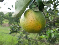 Orange citrus infected with HLB yellow dragon citrus greening is one of the most devastating diseases of citrus