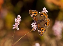 Common Buckeye butterfly (Junonia coenia) feeding on pink fall flowers. Natural brown green background with copy space.