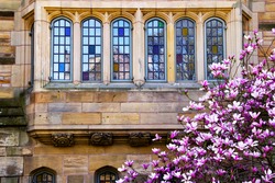 Yale University Victorian Windows Reflection, Magnolia, Spring, New Haven Connecticut