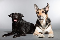 Two dogs together. Black mixed breed dog and german shepherd. Studio shot isolated on grey background.