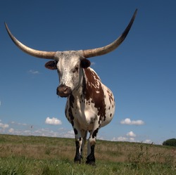 Longhorn cow home on the range just west of Edmonton, Alberta Canada. These animals are descendants of stock imported from Texas in the 1960s. They have been a boon to Alberta's agricultural industry