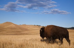 Bison / Buffalo walks off into the prairie's rolling hills; Custer State Park, South Dakota Black Hills
