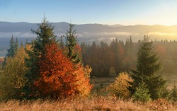 Beautiful golden trees and misty daybreak in a hills peaks in foggy autumn morning.