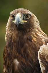 A portrait of the golden eagle (Aquila chrysaetos) looking straight at the viewer.