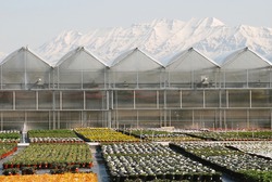 Green houses and plants growing with snow covered mountains in the background.