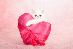 Exotic kitten holding large pink satin heart shaped cushion on pink background