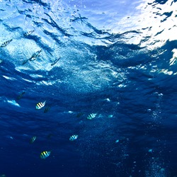 design template abstract blue underwater surface with ripples and stripped fishes