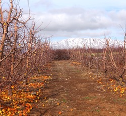 Winter apple orchard at the bottom of the snow-covered mountain of Hermon in the north of Israel