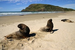 Sea lions basking and resting on a sandy beach. Canibal bay. Catlins. South Island. New Zealand