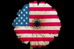 gerbera daisy flower in colors national flag of us on black background as concept and symbol of love, beauty, innocence, and positive emotions